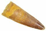 Fossil Spinosaurus Tooth - Real Dinosaur Tooth #363073-1